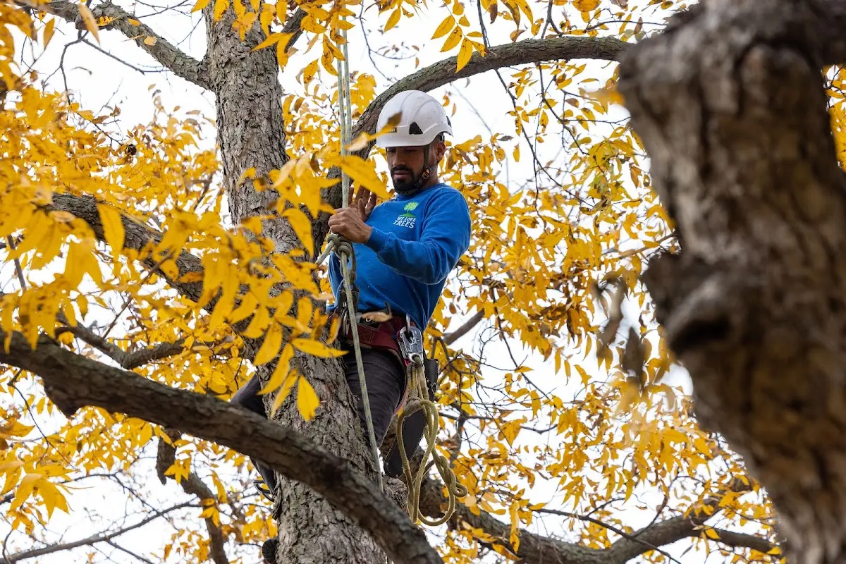 Skilled Tree Planting crew working in Cambridge
